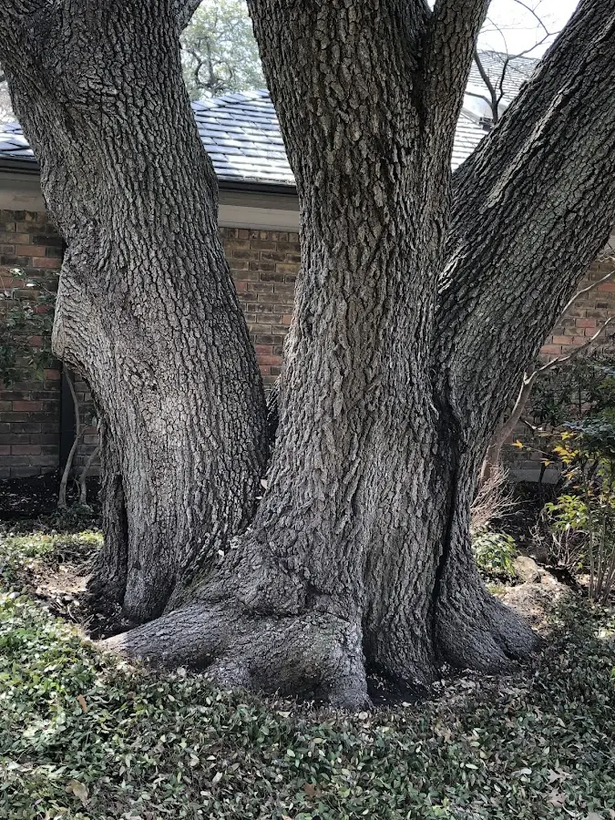 Mature heritage tree close to a Wyola property cared for by certified arborists